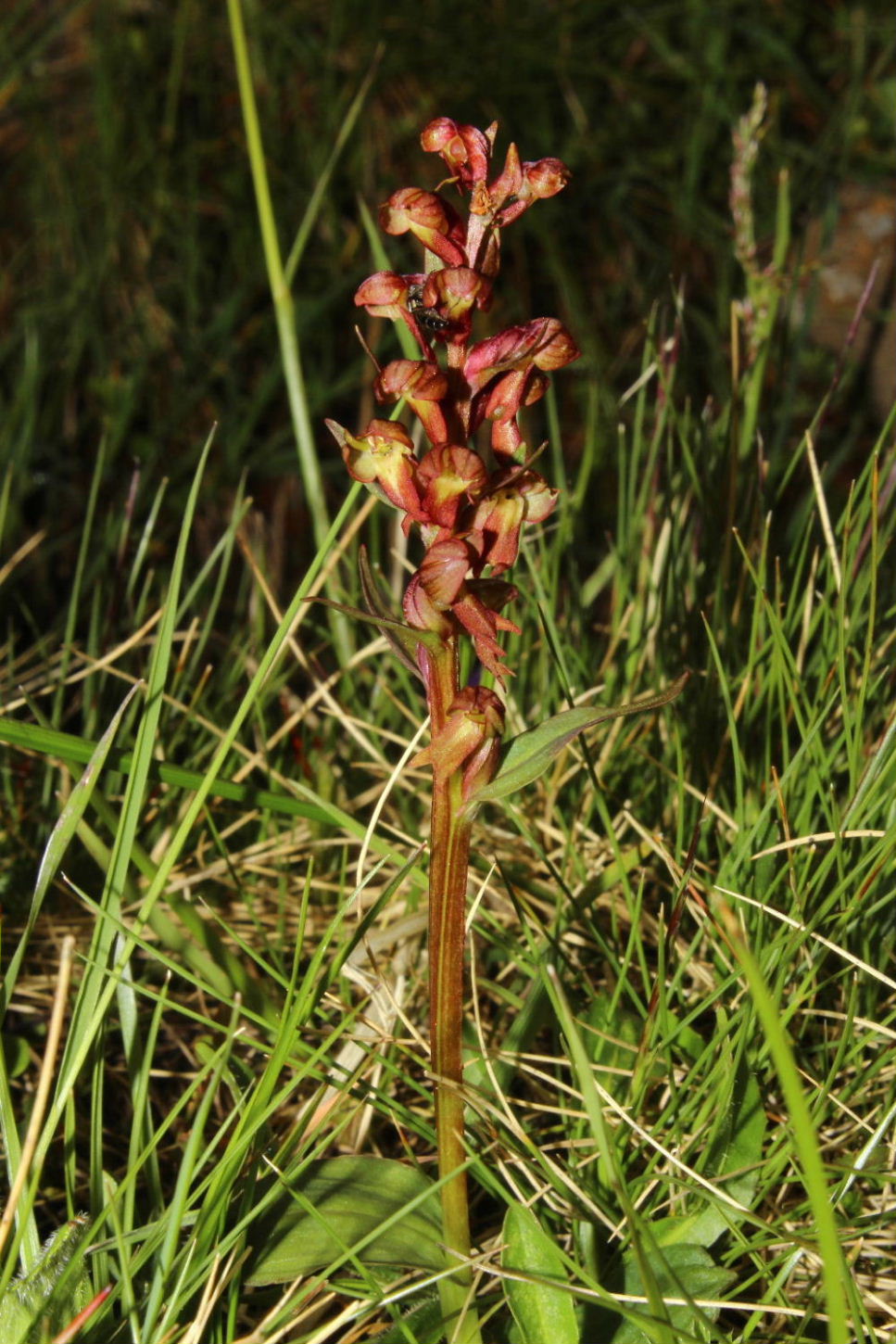 Orchidee dallAlto Adige